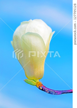 房子周圍鮮花盛開,四季各異。花園裡的玉蘭花樹上開滿了白色的大花。 房子周圍鮮花盛開,四季各異。花園裡的玉蘭花樹上開滿了白色的大花。 127705128