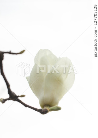 房子周圍鮮花盛開,四季各異。花園裡的玉蘭花樹上開滿了白色的大花。 房子周圍鮮花盛開,四季各異。花園裡的玉蘭花樹上開滿了白色的大花。 127705129