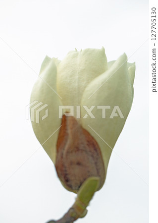 Flowers around the house, various in each season. Large white flowers have bloomed on the magnolia tree in the garden. Flowers around the house, various in each season. Large white flowers have bloomed on the magnolia tree in the garden. 127705130