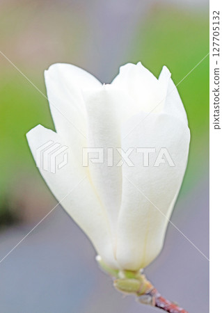 房子周圍鮮花盛開,四季各異。花園裡的玉蘭花樹上開滿了白色的大花。 房子周圍鮮花盛開,四季各異。花園裡的玉蘭花樹上開滿了白色的大花。 127705132