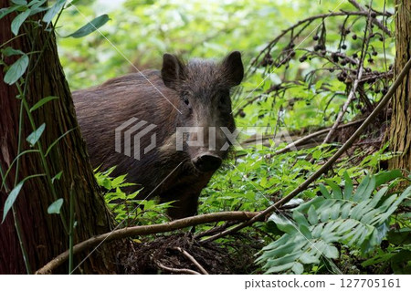 boar boar 127705161