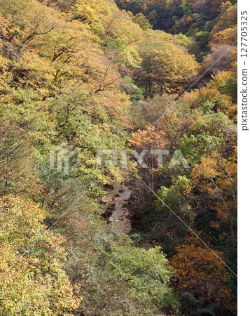 Autumn leaves at the Yazawa River, Kusatsu Onsen Autumn leaves at the Yazawa River, Kusatsu Onsen 127705325