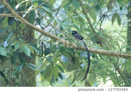 Parakeet 127705465