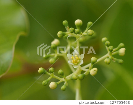 奶油色的樟樹花和花蕾(樟樹的樹枝上有許多花和花蕾) 奶油色的樟樹花和花蕾(樟樹的樹枝上有許多花和花蕾) 127705468