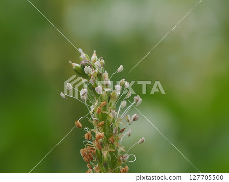 Close-up of a plantain flower (Plantain oleander) Close-up of a plantain flower (Plantain oleander) 127705500