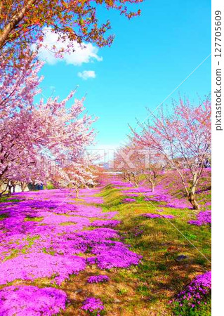 Moss Phlox, Shibazakura, Tachiya River, Cherry Blossoms, Yamagata City 127705609