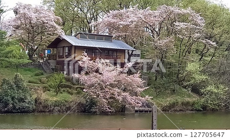 Scenery with cherry blossoms and water 127705647
