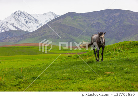 Serene horse standing in grassy field at mountainous region 127705650