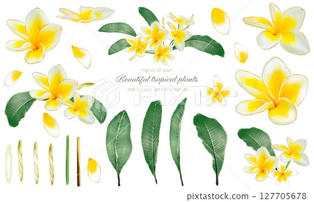 A set of watercolor plumeria illustrations 127705678