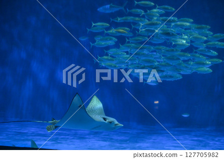 鹿兒島水族館的鰩魚和竹莢魚 127705982
