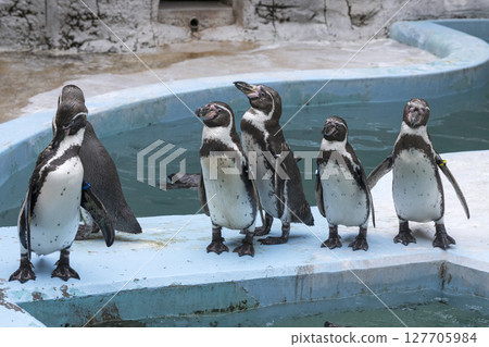 Penguins at Hirakawa Zoo 127705984