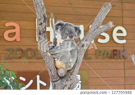 Koala at Hirakawa Zoo 127705986