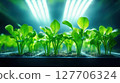 Growing greens in a hydroponic farm under bright LED lights showcasing healthy lettuce seedlings thriving in a controlled environment 127706324