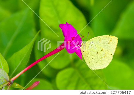 Northern Spotted Butterfly 127706417