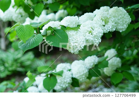 Snow-white Japanese snowball flower Snow-white Japanese snowball flower 127706499