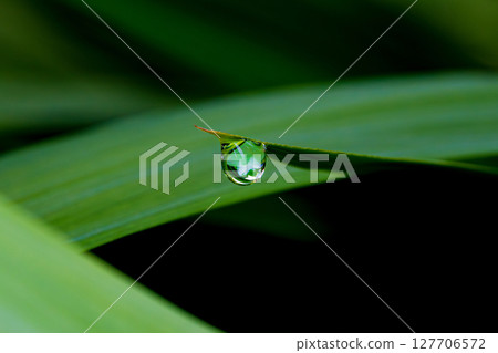 A drop of water on the tip of a bamboo leaf A drop of water on the tip of a bamboo leaf 127706572