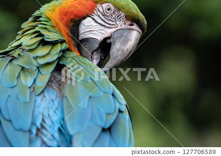 Macaw grooming itself Macaw grooming itself 127706589