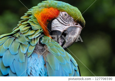 Macaw grooming itself Macaw grooming itself 127706590