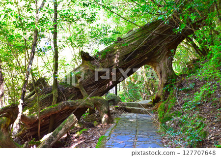屋久島、屋久杉樂園 127707648