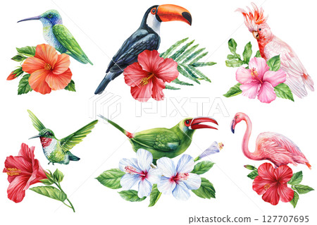 Tropical birds with hibiscus watercolor clipart set for summer exotic floral designs wedding invitations wall art and jungle decor 127707695