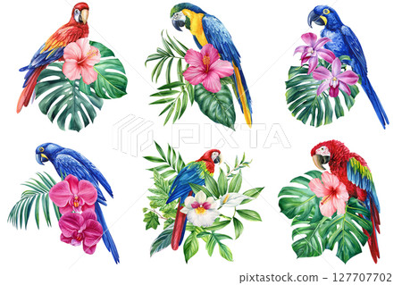Watercolor set birds. Macaw parrots with orchid, hibiscus flower and green palm monstera tropical leaf on white background Watercolor set birds. Macaw parrots with orchid, hibiscus flower and green palm monstera tropical leaf on white background 127707702