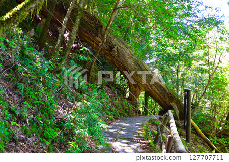 Yakushima, Yakusugi Land 127707711