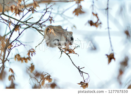 北海道的一座公園裡，一隻西伯利亞飛鼠白天吃楓樹種子 127707830