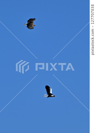 Steller's sea eagle and white-tailed eagle flying over Notsuke Bay, Hokkaido 127707838