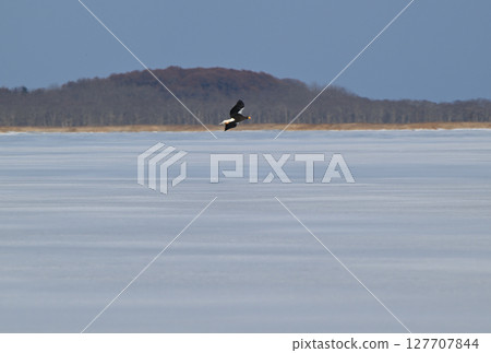 A Steller's sea eagle flies over the frozen Notsuke Bay in Hokkaido 127707844
