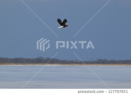 A Steller's sea eagle flies over the frozen Notsuke Bay in Hokkaido A Steller's sea eagle flies over the frozen Notsuke Bay in Hokkaido 127707851