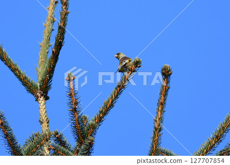 A greenfinch resting on the tip of a conifer in a winter park in Hokkaido 127707854