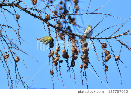 冬季，北海道的一座公園裡，一對歐亞金翅雀正在吃落葉松種子 127707930
