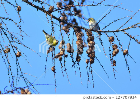 A pair of Eurasian siskins eating larch seeds in a park in Hokkaido in winter A pair of Eurasian siskins eating larch seeds in a park in Hokkaido in winter 127707934