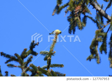 A male Eurasian siskin perches on the tip of a coniferous tree in a winter park in Hokkaido 127707953