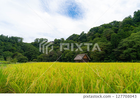 [World Heritage] Shirakawa-go in early autumn with ripe rice [Gifu Prefecture] 127708043