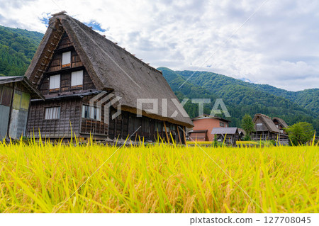 [World Heritage] Shirakawa-go in early autumn with ripe rice [Gifu Prefecture] 127708045