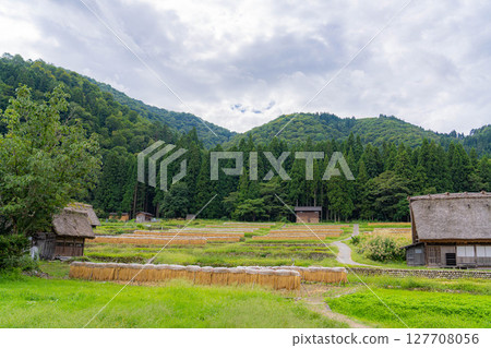 [世界遺產]初秋稻穀成熟的白川鄉[岐阜縣] 127708056