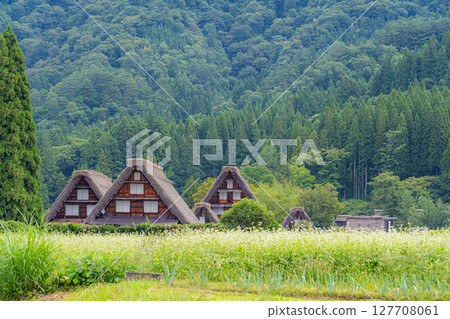 [World Heritage] Shirakawa-go in early autumn with ripe rice [Gifu Prefecture] 127708061