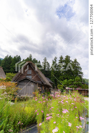 [世界遺產]初秋稻穀成熟的白川鄉[岐阜縣] 127708064