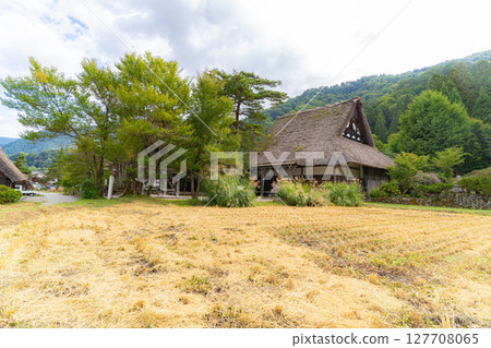 [World Heritage] Shirakawa-go in early autumn with ripe rice [Gifu Prefecture] 127708065