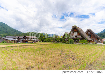 [World Heritage] Shirakawa-go in early autumn with ripe rice [Gifu Prefecture] 127708066