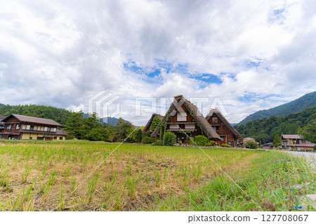 [World Heritage] Shirakawa-go in early autumn with ripe rice [Gifu Prefecture] 127708067