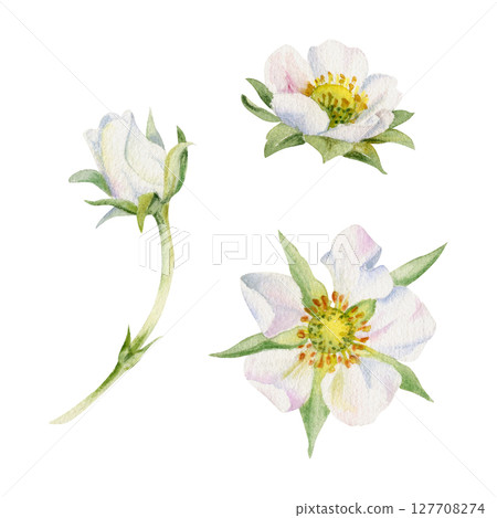 Early spring flower buds strawberry raspberry cherry sakura, hand drawn in watercolor tree bush berry plant anemone primrose daisy. Single object isolated botanical illustration. Wedding florist shop 127708274