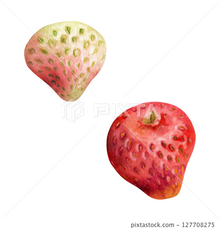 Strawberry ripe fruit with seeds hand drawn in watercolor, garden strasberry pineberry berry. Botanical isolated illustration. Home preserves cookbook, grocery store food closeup packaging, cosmetics 127708275