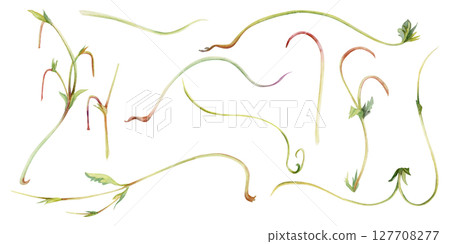 Vine tendril creeper of tree berry flower bush plant, arching flowing stem branch twig with small leaves hand drawn in watercolor. Botanical illustration isolated element set. Scrapbooking decoupage 127708277