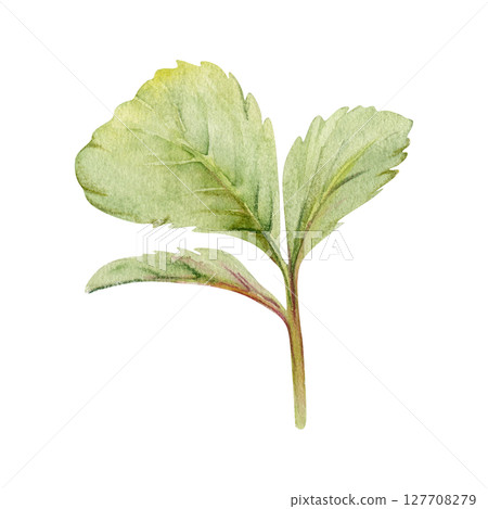 Green trefoil leaf. Flower bush tree hand drawn in watercolor, Strawberry raspberry wayfaring burnet parsley blackberry. Isolated botanical illustration. Wedding, florist shop, scrapbooking, cosmetics 127708279