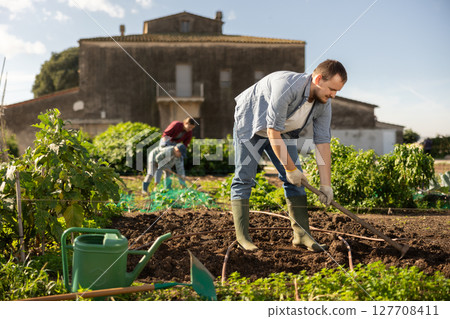Man weeding the beds on the farm 127708411