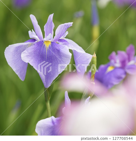 Beautiful pale purple irises in full bloom Beautiful pale purple irises in full bloom 127708544