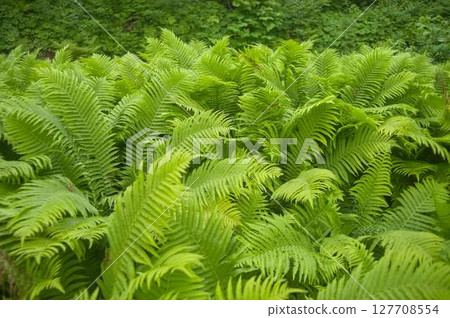 Fresh plant 127708554