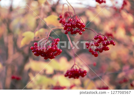 Red berries of viburnum in the wild 127708567